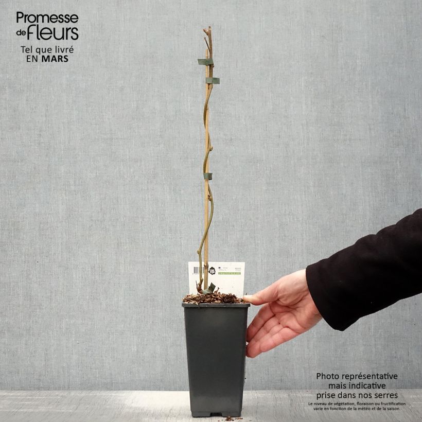 Kiwi Plant Golden Delight (male) - Actinidia chinensis 1.5L/2L pot sample as delivered in spring