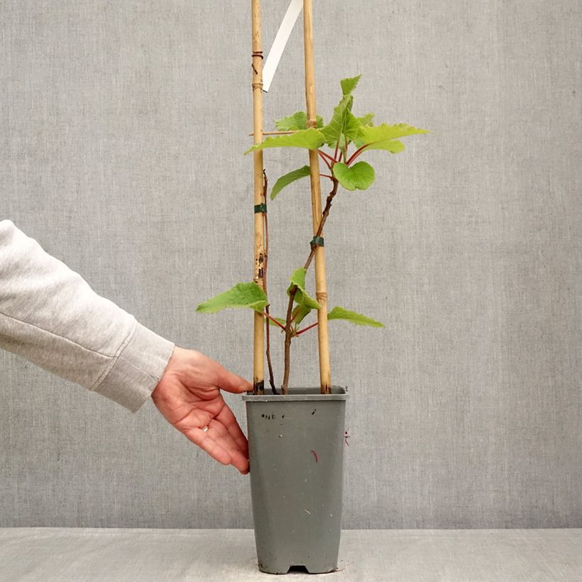 Kiwi Plant Kiwi Gold - Actinidia deliciosa 1.5L/2L pot sample as delivered in spring