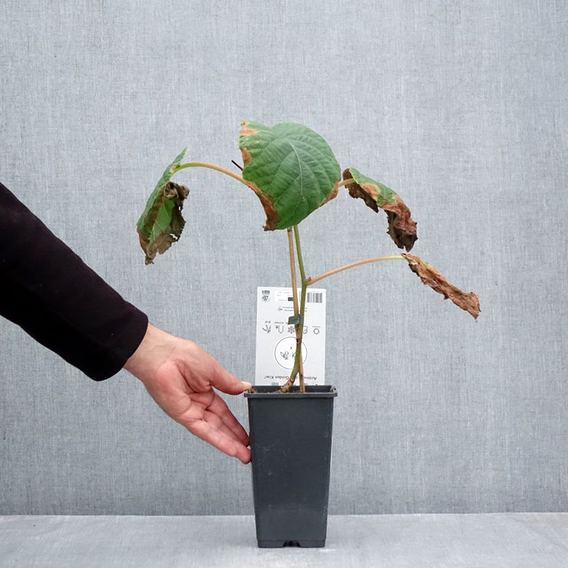 Kiwi Plant Kiwi Gold - Actinidia deliciosa 2L/3L pot sample as delivered in autumn