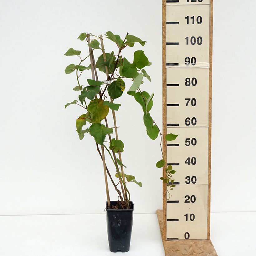 Kiwi Plant Kiwi Gold - Actinidia deliciosa 1.5L/2L pot sample as delivered in summer