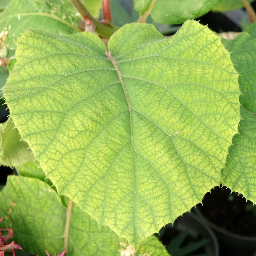 Kiwi Plant kiw'Happy (male)  - Actinidia deliciosa (Foliage)