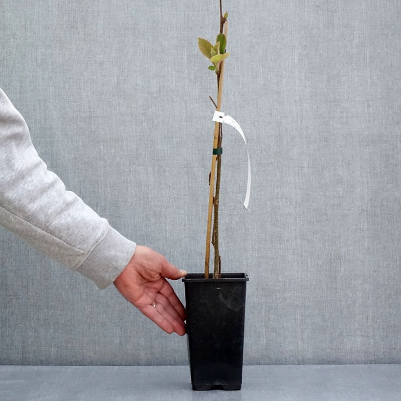 Yellow Kiwi Plant Minkimale (male) - Actinidia chinensis 1.5L/2L pot sample as delivered in spring