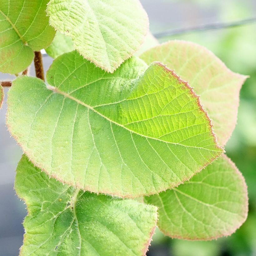 Yellow Kiwi Plant Minkimale (male) - Actinidia chinensis (Foliage)