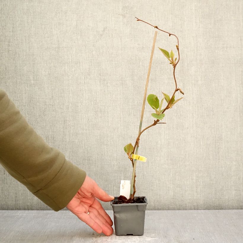Kiwi Plant Jenny (self-fertile) - Actinidia deliciosa 8/9 cm pot sample as delivered in spring