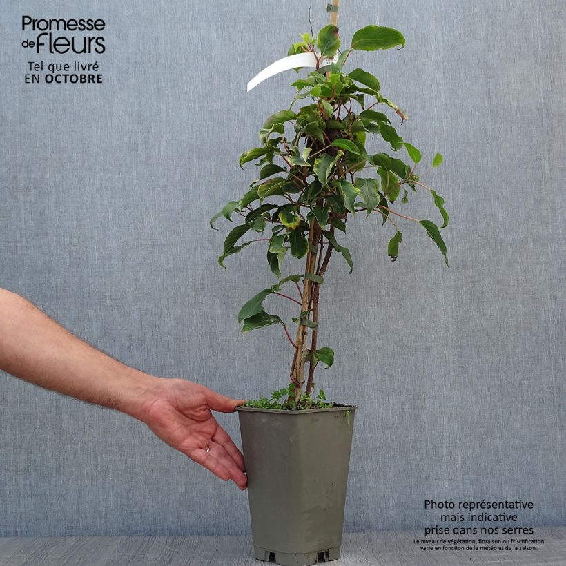 Hardy Kiwi Bingo (female) - Actinidia arguta 2L/3L pot sample as delivered in autumn
