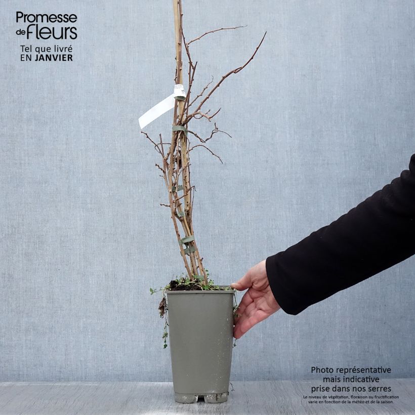 Hardy Kiwi Bingo (female) - Actinidia arguta 2L/3L pot sample as delivered in winter