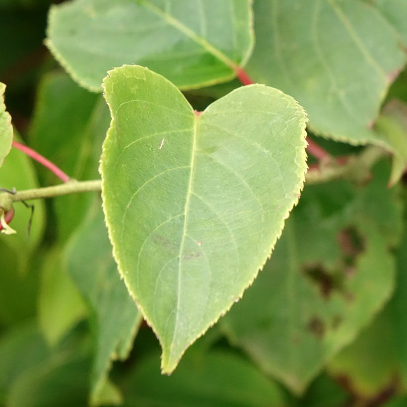 Hardy Kiwi Bingo (female) - Actinidia arguta (Foliage)