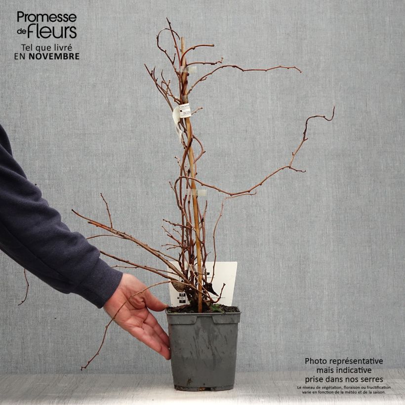 Hardy Red Jumbo (female) - Actinidia arguta 1.5L/2L pot sample as delivered in autumn