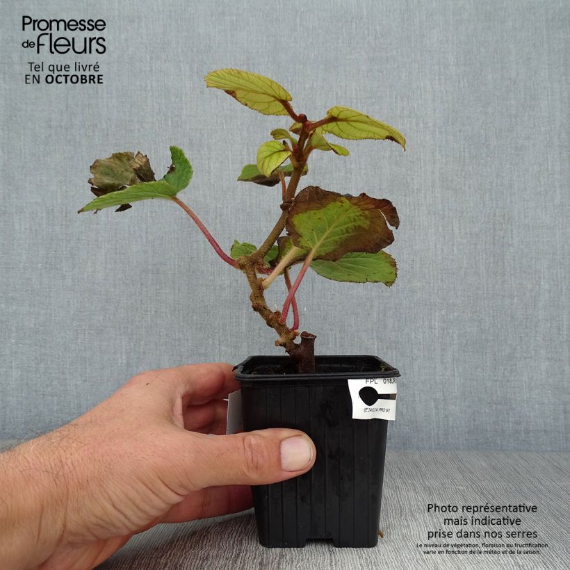 Kiwi Plant Solissimo (self-fertile) - Actinidia chinensis 8/9 cm pot sample as delivered in autumn