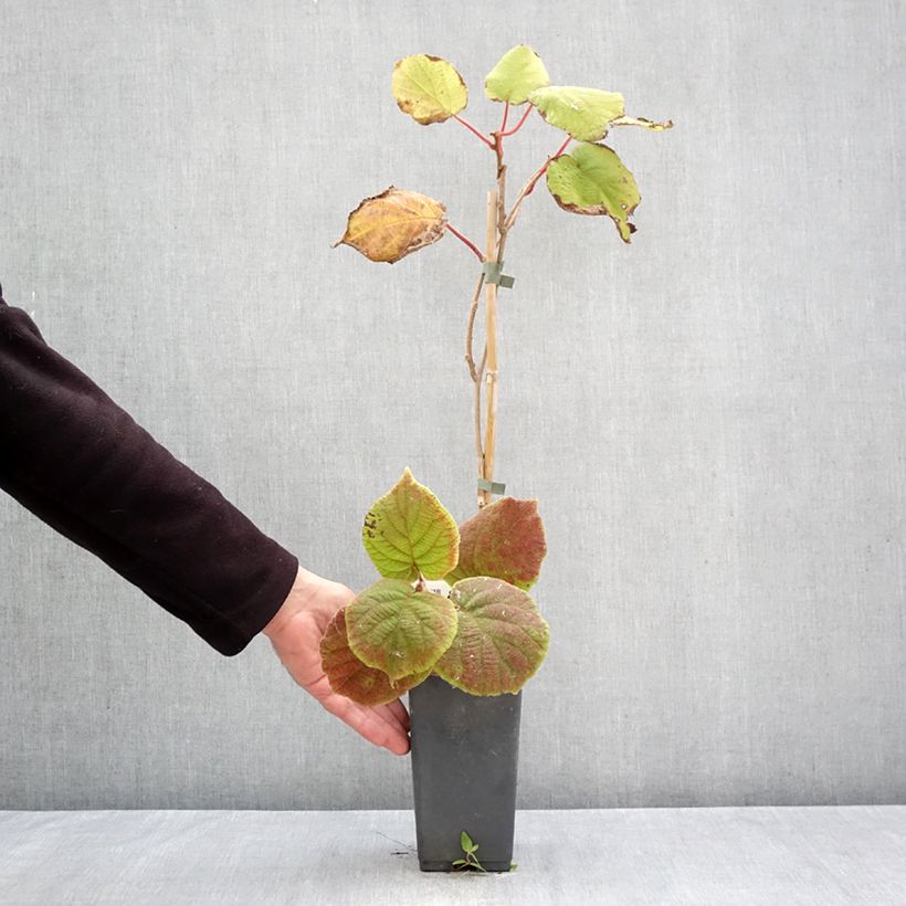 Kiwi Plant Tomuri (male) - Actinidia deliciosa 2L/3L pot sample as delivered in autumn