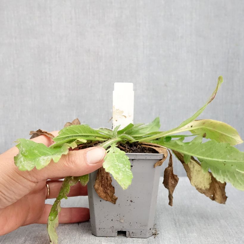 Knautia arvensis 8/9 cm pot sample as delivered in autumn