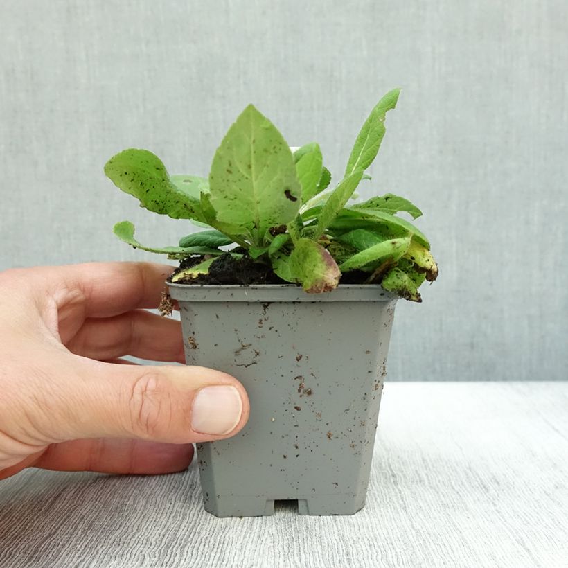 Knautia macedonica Mars Midget 8/9 cm pot sample as delivered in autumn
