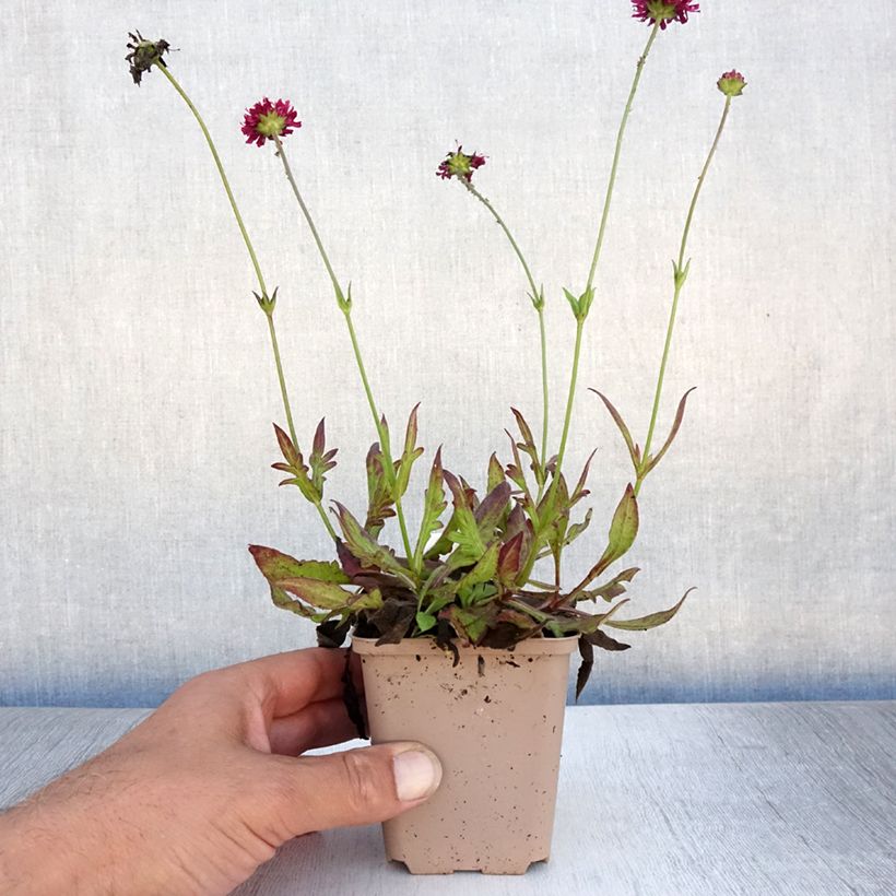 Knautia macedonica Mars Midget 8/9 cm pot sample as delivered in summer