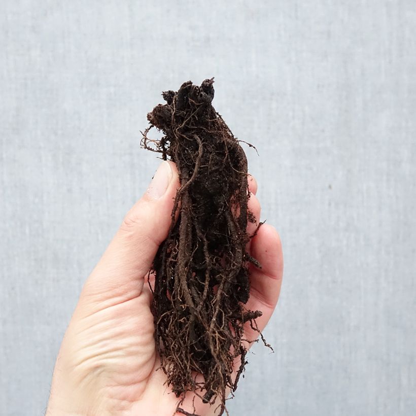 Knautia macedonica Mars Midget Bare root sample as delivered in winter