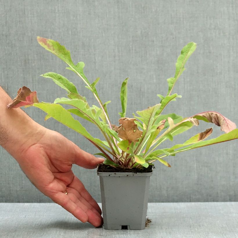 Knautia macedonica Melton Pastels - Macedonian scabious 8/9 cm pot sample as delivered in summer