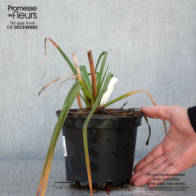 Kniphofia Alcazar - Red Hot Poker 2L/3L pot sample as delivered in autumn
