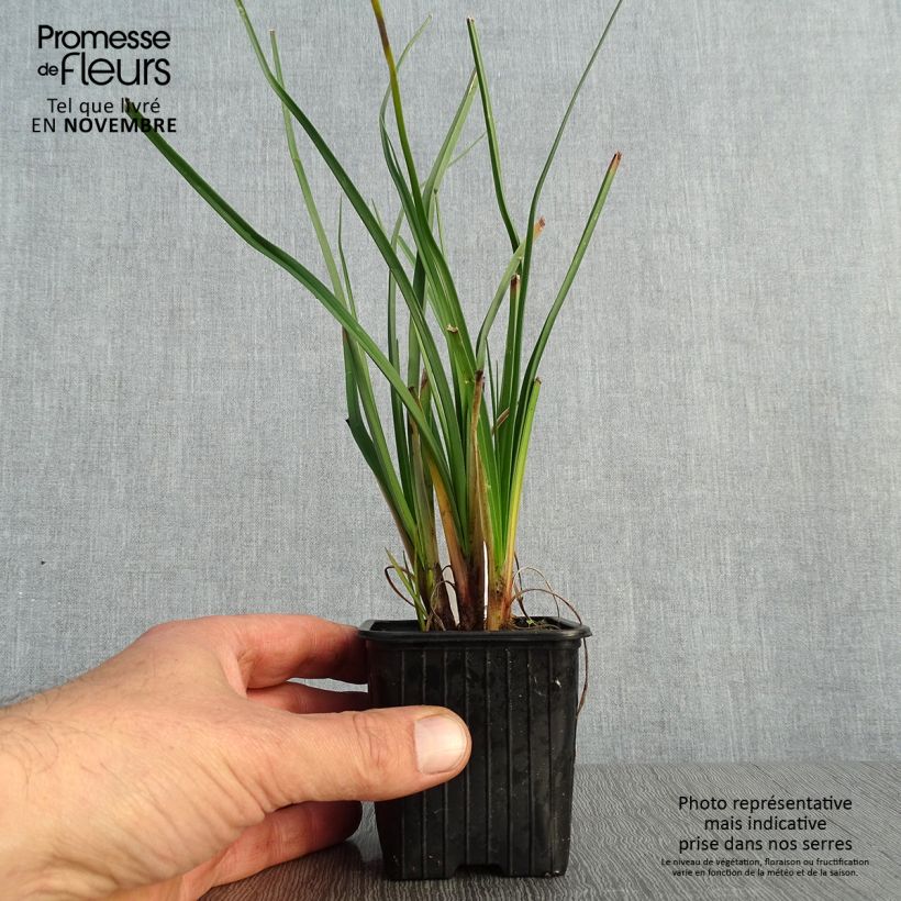 Kniphofia Bees Lemon - Red Hot Poker 8/9 cm pot sample as delivered in autumn