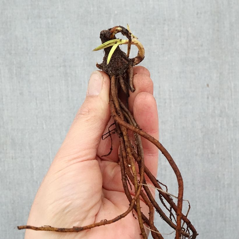 Kniphofia Bees Lemon - Red Hot Poker Bare root sample as delivered in winter