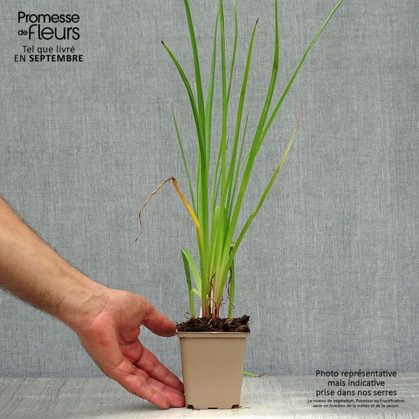 Kniphofia citrina - Red Hot Poker 8/9 cm pot sample as delivered in autumn