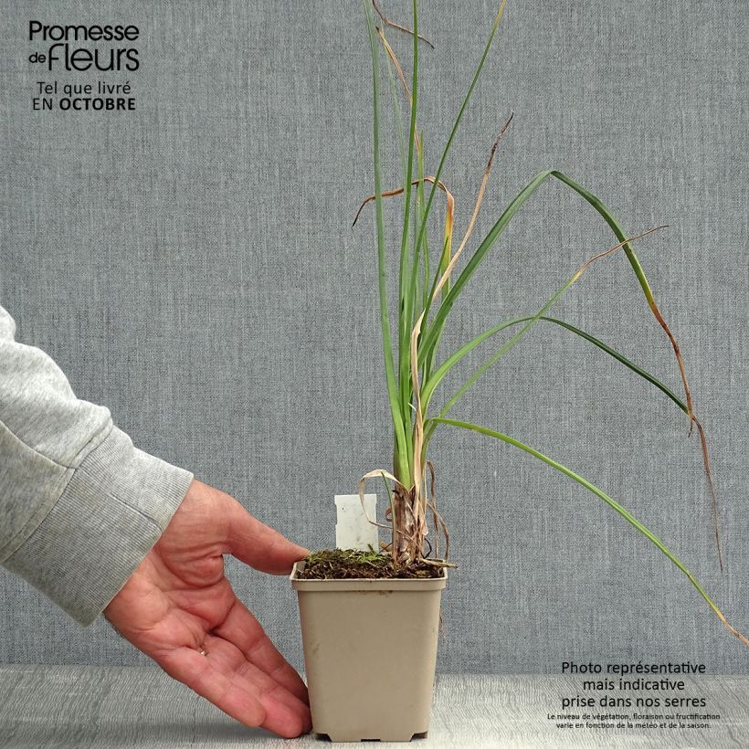 Kniphofia Dorset Sentry - Red Hot Poker 8/9 cm pot sample as delivered in autumn