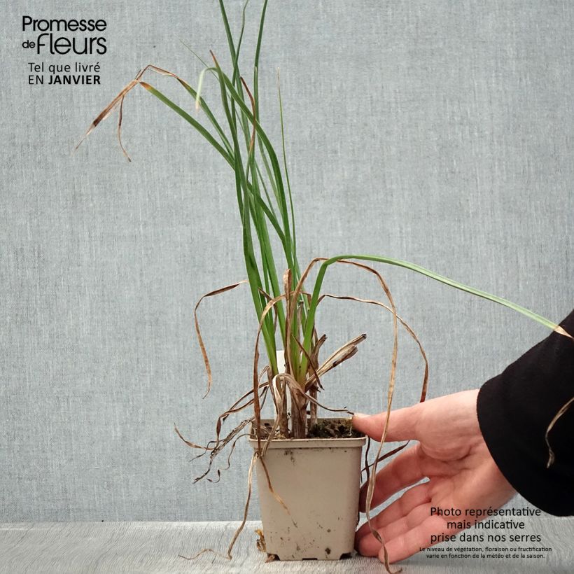 Kniphofia Dorset Sentry - Red Hot Poker 8/9 cm pot sample as delivered in winter