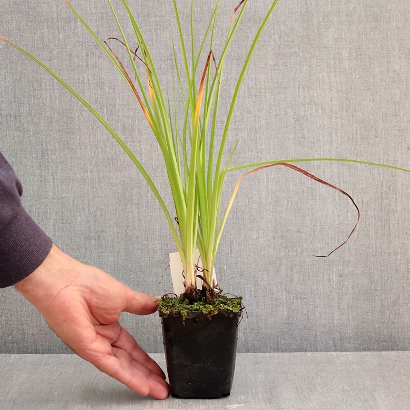 Kniphofia Ice Queen - Red Hot Poker 8/9 cm pot sample as delivered in autumn