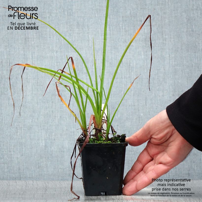 Kniphofia Ice Queen - Red Hot Poker 8/9 cm pot sample as delivered in winter