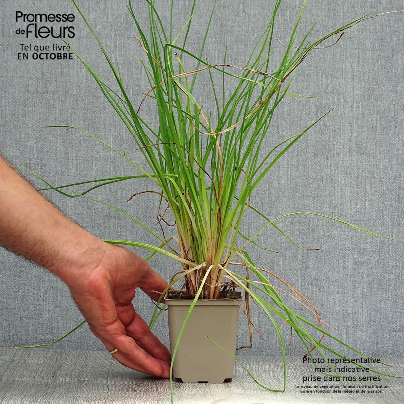 Kniphofia Little Maid - Red Hot Poker 8/9 cm pot sample as delivered in autumn
