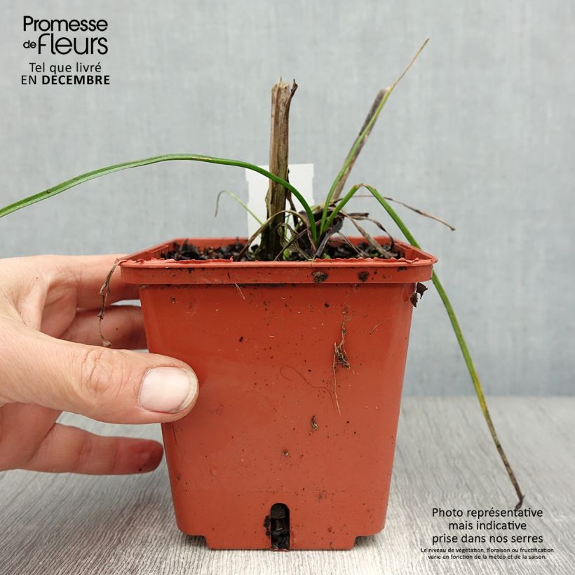 Kniphofia Mango Popsicle - Red Hot Poker 1L/1.5L pot sample as delivered in winter