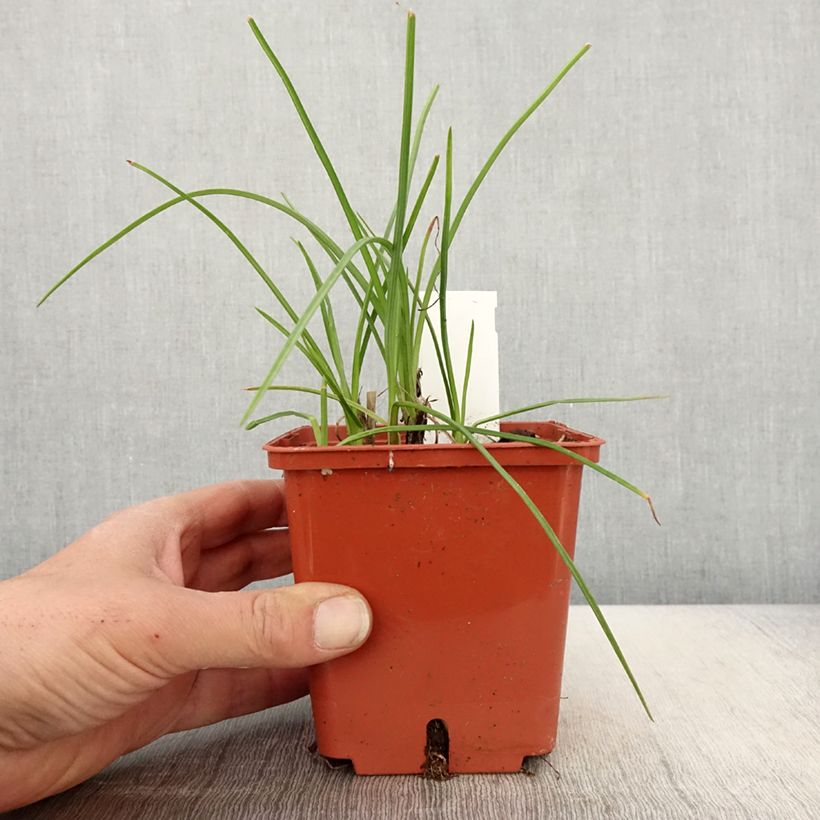 Kniphofia Mango Popsicle - Red Hot Poker 1L/1.5L pot sample as delivered in spring