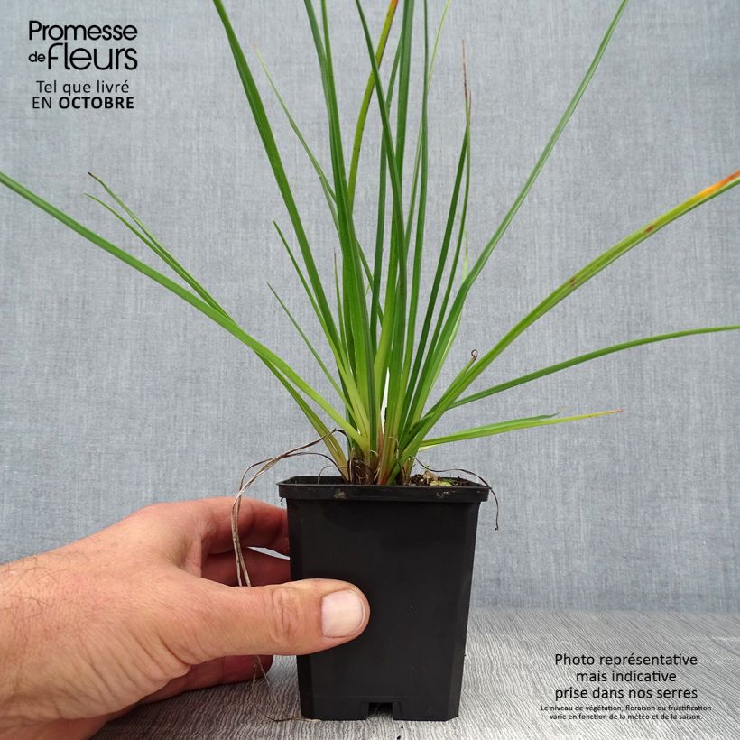 Kniphofia uvaria Redhot Popsicle - Red Hot Poker 8/9 cm pot sample as delivered in autumn