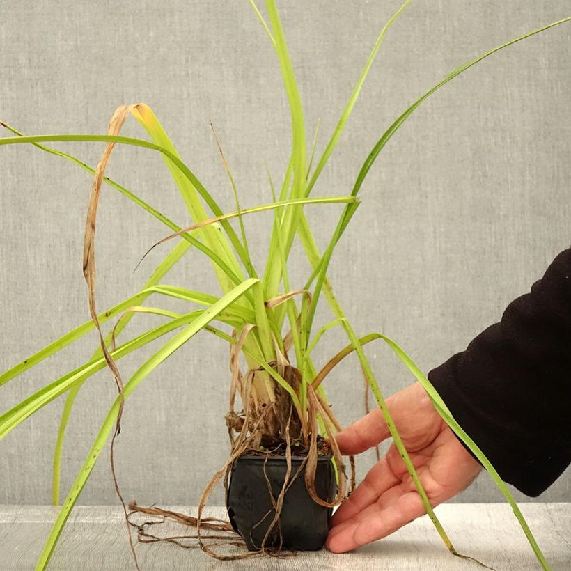 Kniphofia rooperi - Rooper's Red Hot Poker 8/9 cm pot sample as delivered in autumn