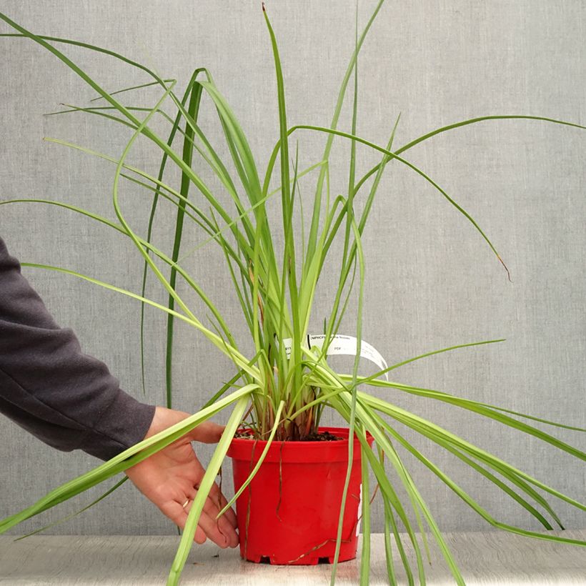 Kniphofia uvaria Nobilis 3L/4L pot sample as delivered in summer