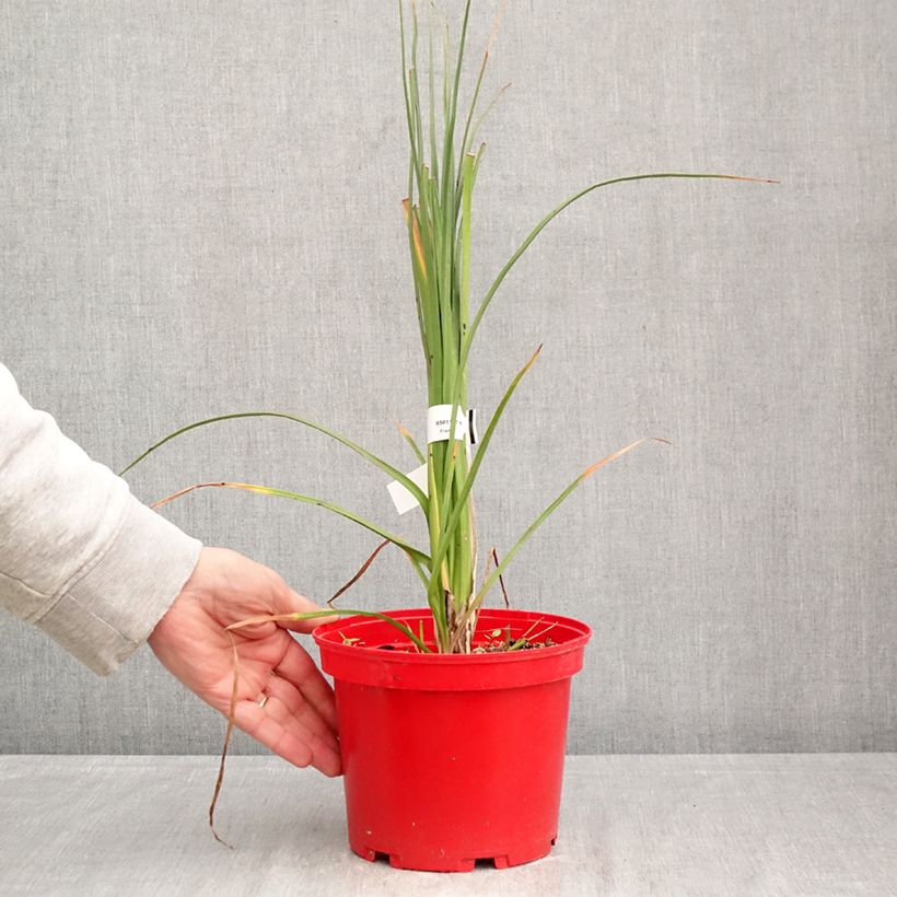 Kniphofia uvaria Nobilis 3L/4L pot sample as delivered in spring