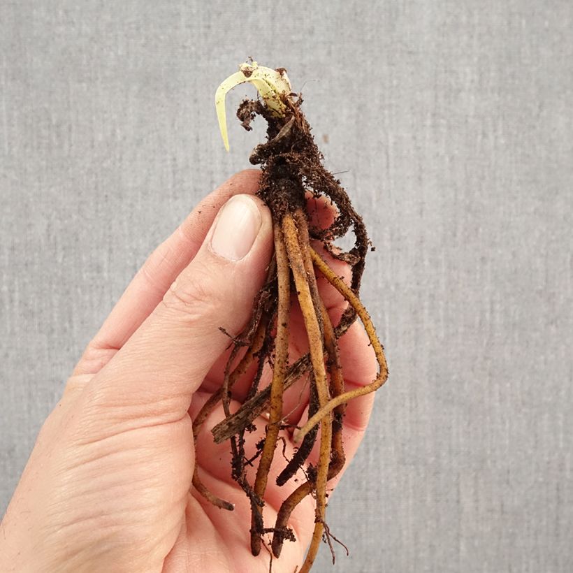 Kniphofia uvaria - Red Hot Poker Bare root sample as delivered in winter