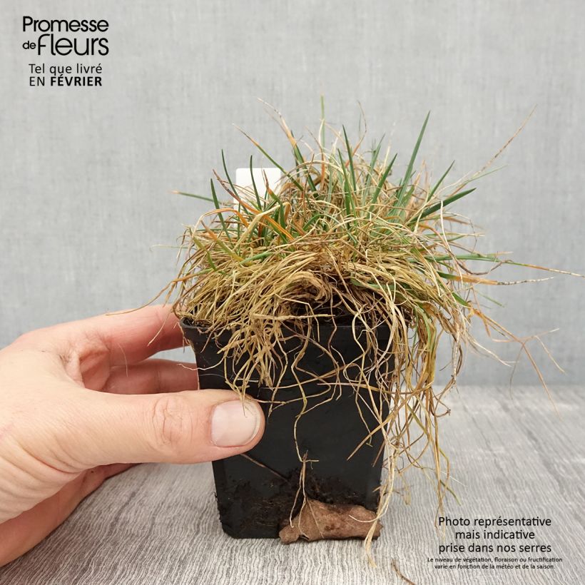 Koeleria glauca 8/9 cm pot sample as delivered in winter
