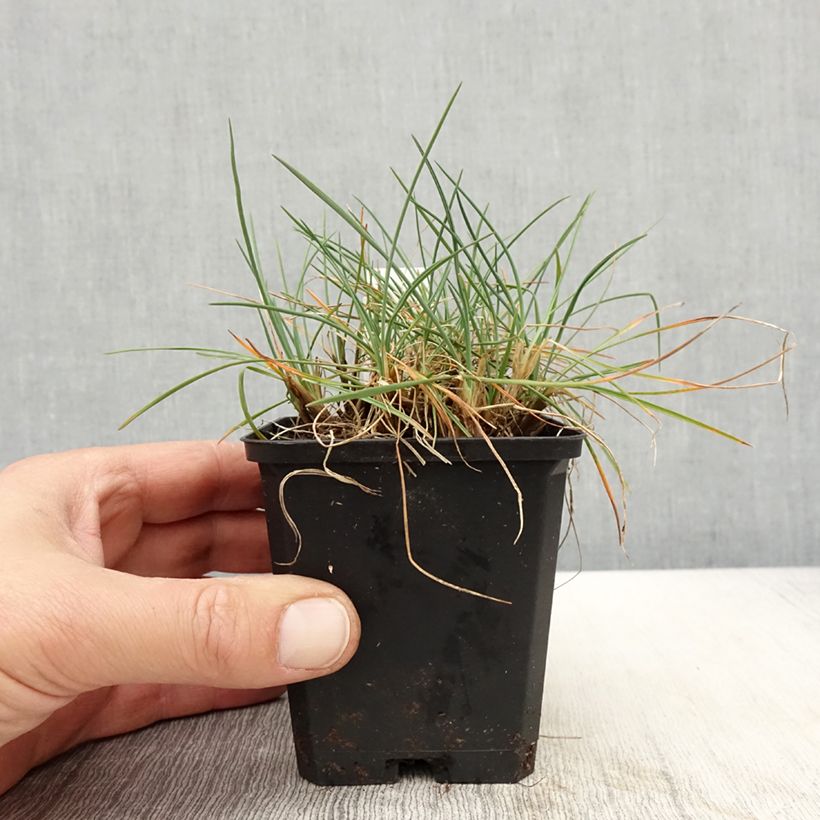 Koeleria glauca 8/9 cm pot sample as delivered in spring
