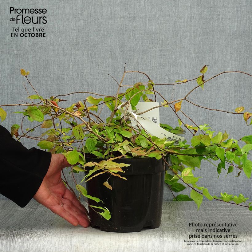 Kolkwitzia amabilis Maradco - Beauty Bush 3L/4L pot sample as delivered in autumn