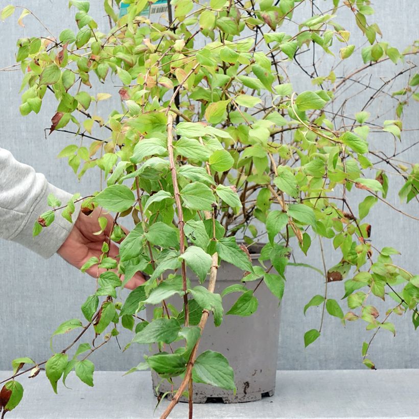 Kolkwitzia amabilis Pink Cloud - Beauty Bush 6L/7L pot sample as delivered in summer