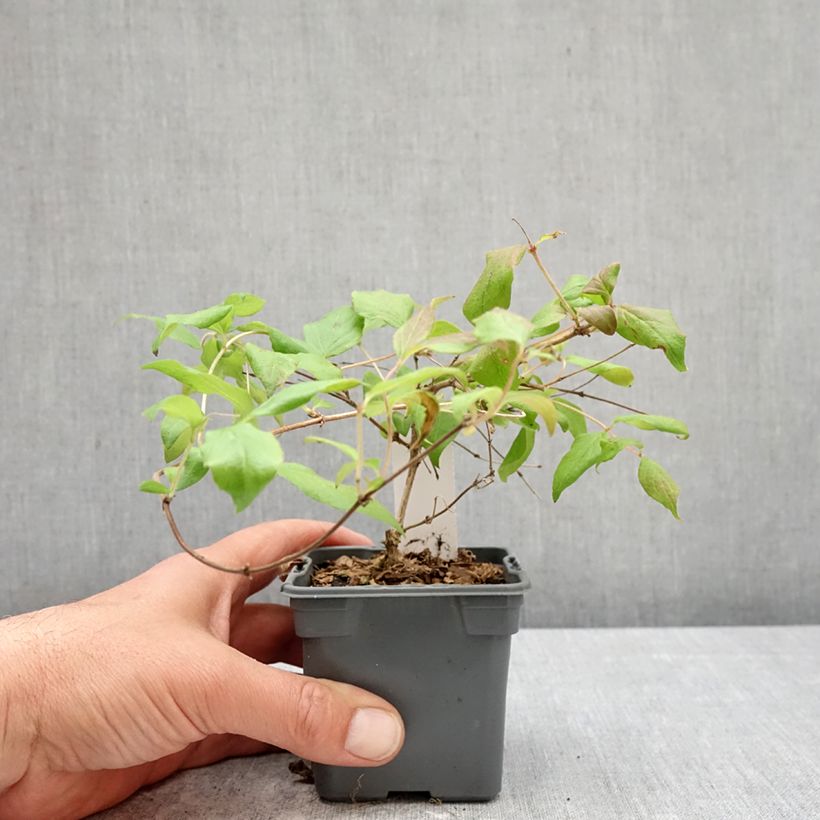 Kolkwitzia amabilis Pink Cloud - Beauty Bush 8/9 cm pot sample as delivered in spring