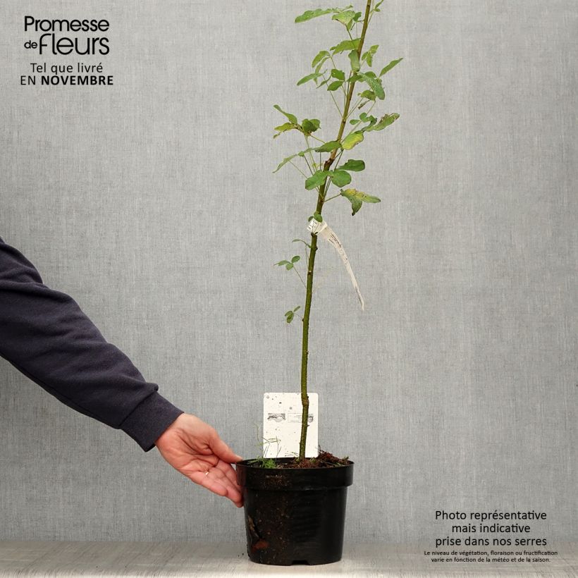 Laburnum anagyroides 2L/3L pot sample as delivered in autumn