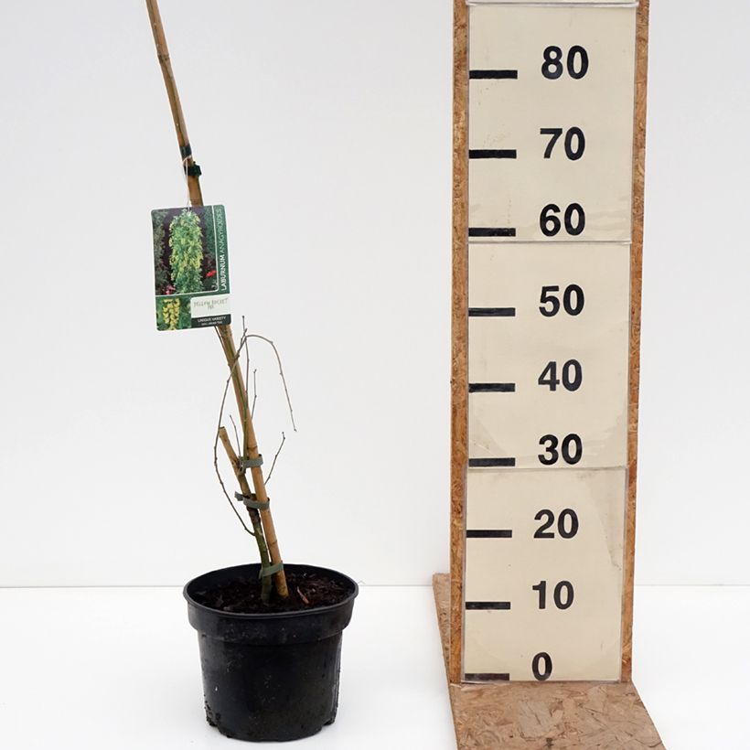 Laburnum anagyroides Yellow Rocket 4L/5L pot sample as delivered in winter