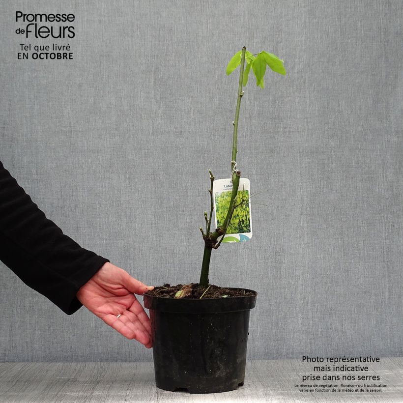 Laburnum x watereri Vossii 3L/4L pot sample as delivered in autumn
