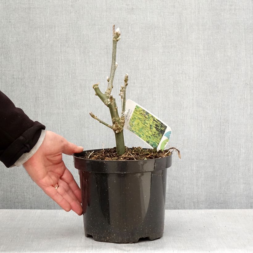 Laburnum x watereri Vossii 3L/4L pot sample as delivered in spring