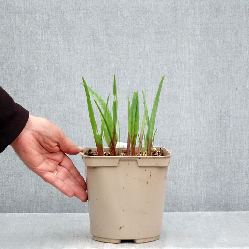 Lachenalia Rosabeth  3L/4L pot sample as delivered in autumn