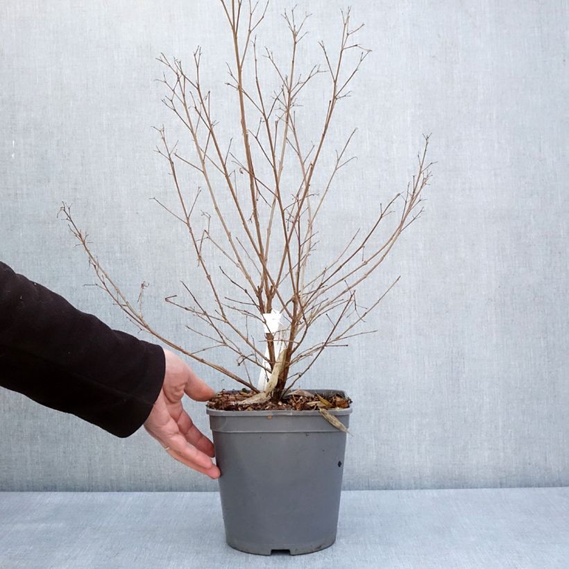 Lagerstroemia indica Camaïeu dEte Indycam - Crape Myrtle 4L/5L pot sample as delivered in spring