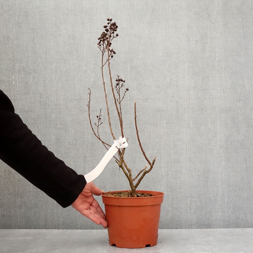 Lagerstroemia Enduring White - Crape Myrtle 3L/4L pot sample as delivered in winter