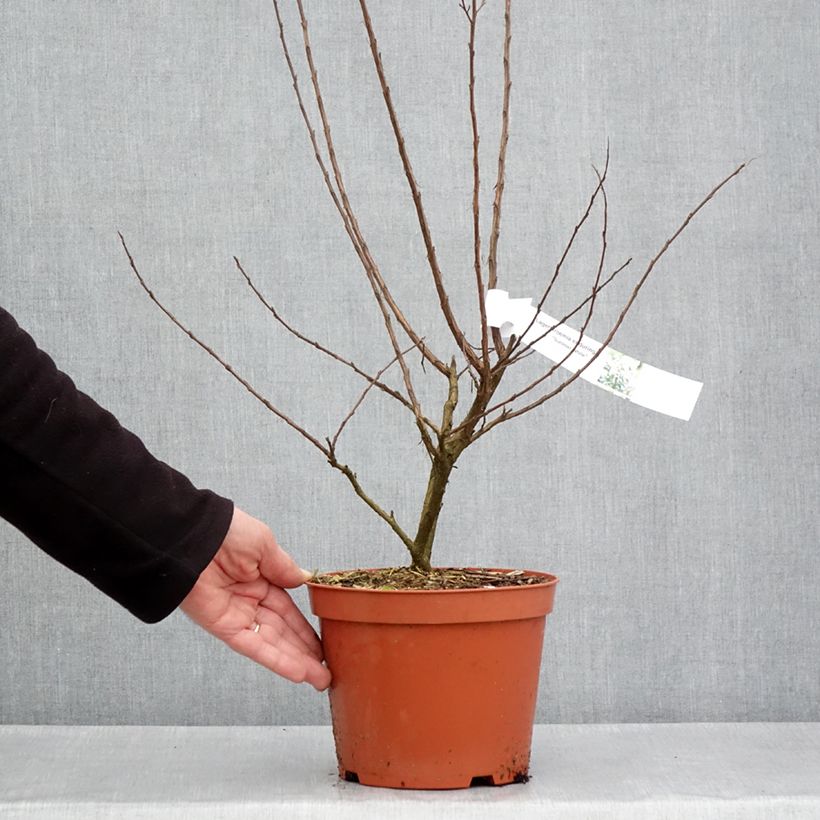 Lagerstroemia Enduring White - Crape Myrtle 3L/4L pot sample as delivered in spring