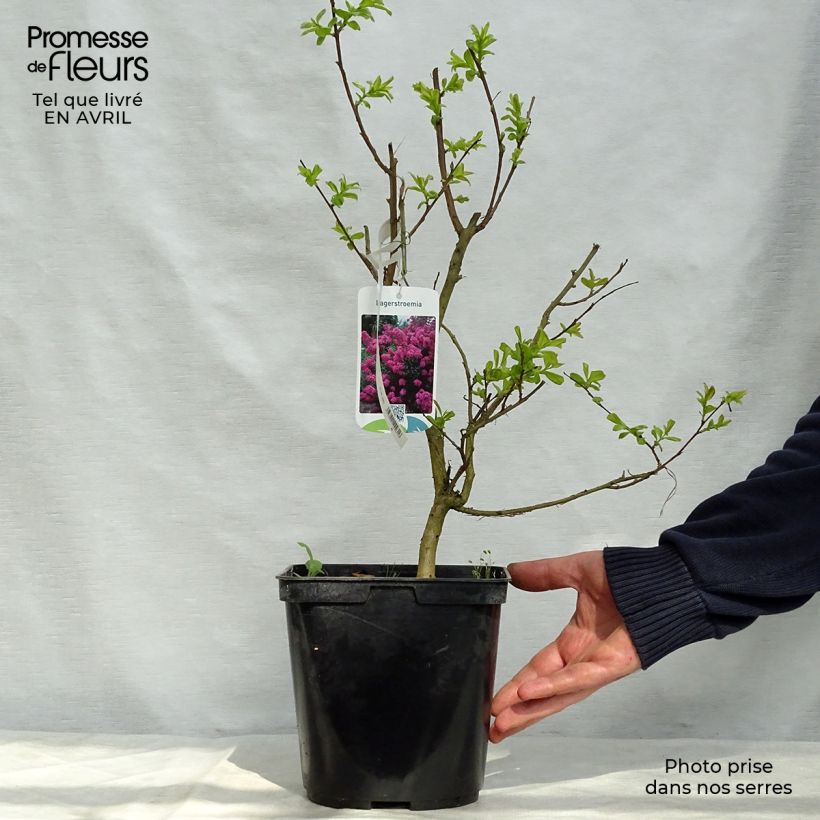 Lagerstroemia indica Indyvio Summer Violet - Crape Myrtle 3L/4L pot sample as delivered in spring