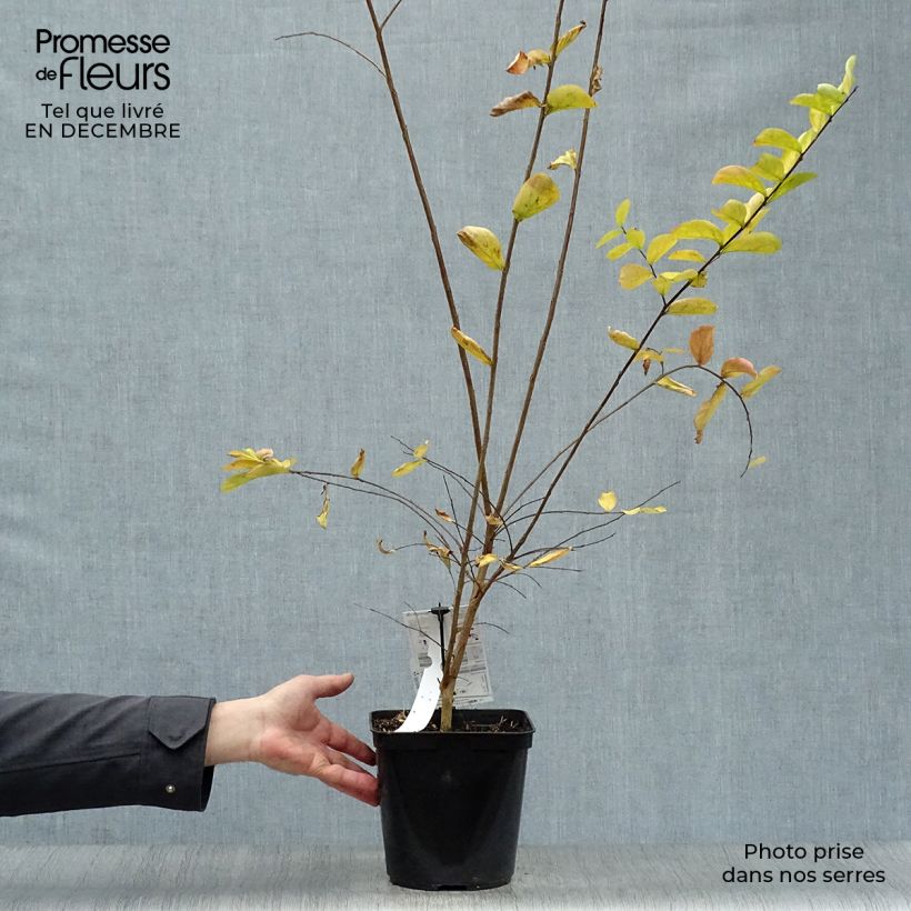 Lagerstroemia indica Indyvio Summer Violet - Crape Myrtle 3L/4L pot sample as delivered in winter